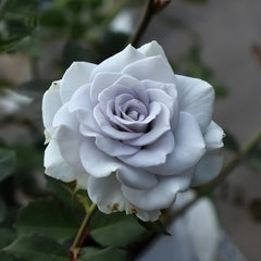 Blue gravity Rose