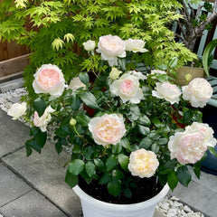 Bolero Rose Plant|波莱罗