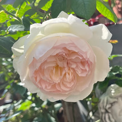 Bolero Rose Plant|波莱罗
