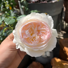 Bolero Rose Plant|波莱罗