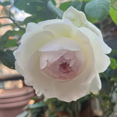 Bolero Rose Plant|波莱罗