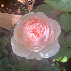 Bolero Rose Plant|波莱罗