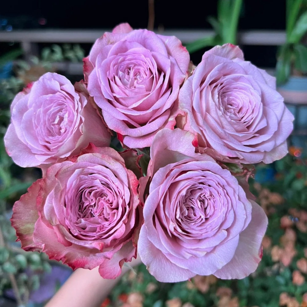 lavender plant bonnie Bonnie Rose Plant|邦妮 – Rose_Explosion
