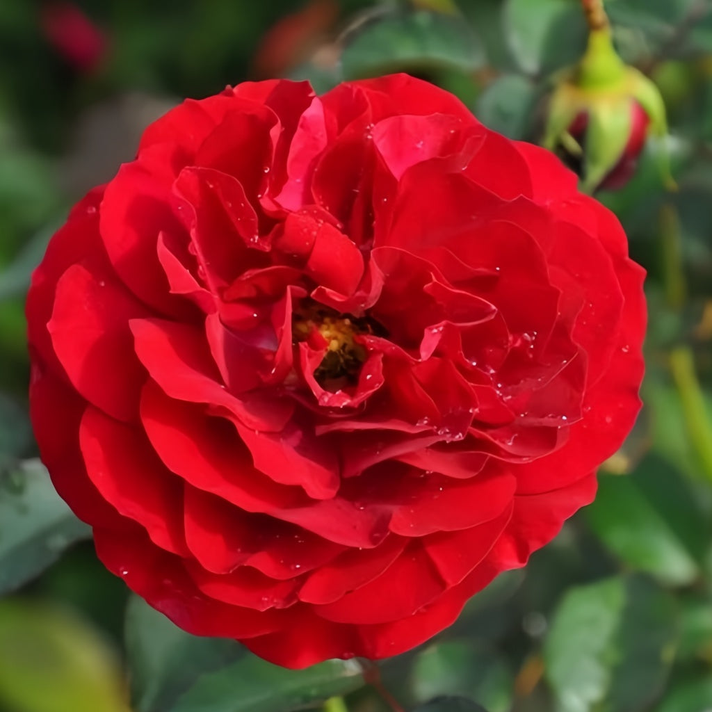 Bordeaux Rose Plant|波尔多美酒 – Rose_Explosion
