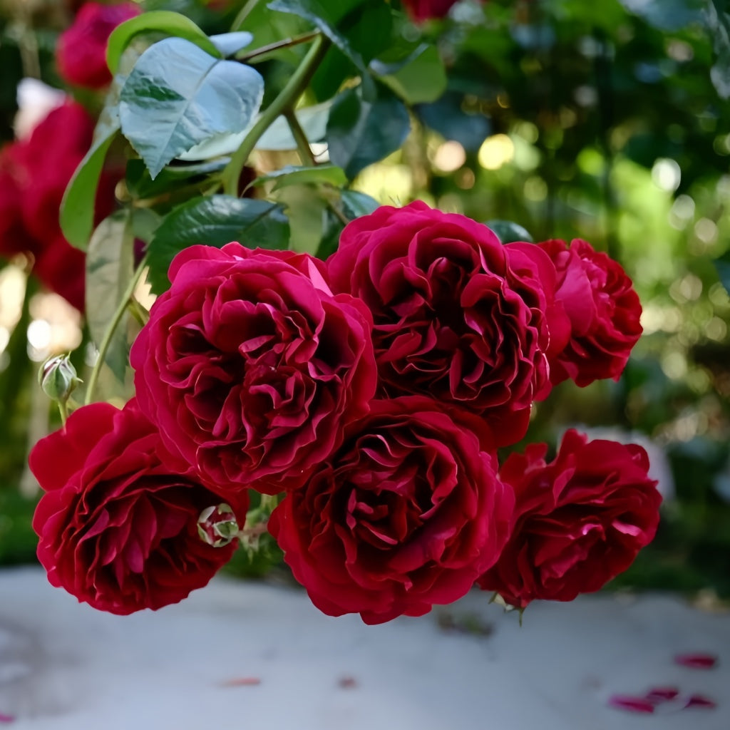 Bordeaux Rose Plant|波尔多美酒 – Rose_Explosion
