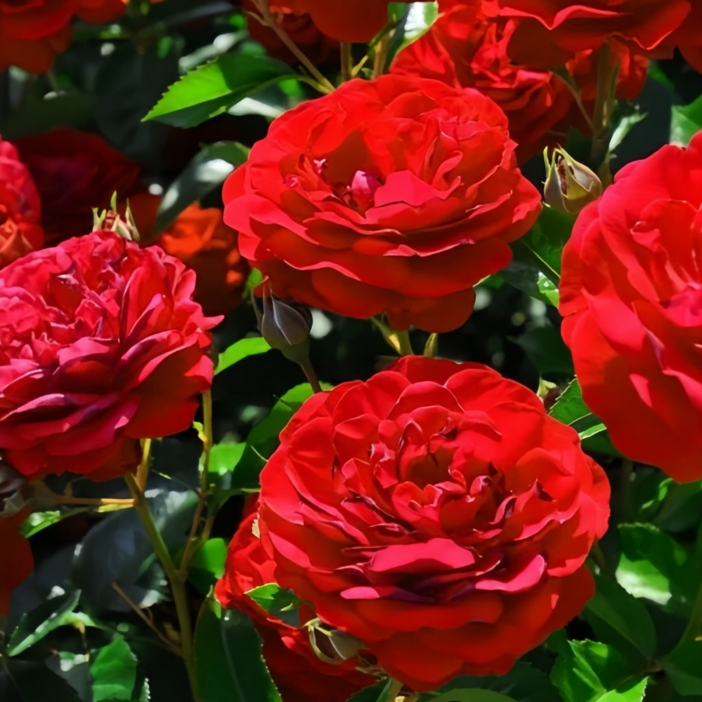 Bordeaux Rose Plant|波尔多美酒 – Rose_Explosion