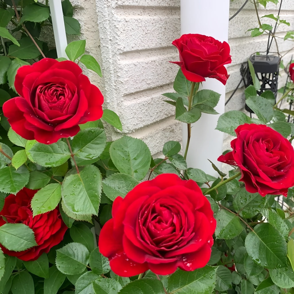 Bordeaux Rose Plant|波尔多美酒 – Rose_Explosion