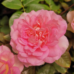 Borneo Odore Rose Plant