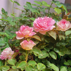 Borneo Odore Rose Plant