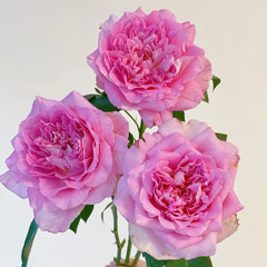 Borneo Odore Rose Plant