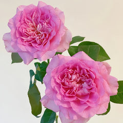 Borneo Odore Rose Plant