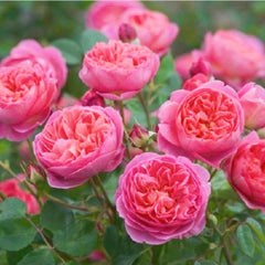 Boscobel Rose – Stunning Garden Beauty