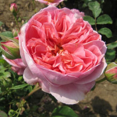 Boscobel Rose – Stunning Garden Beauty