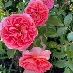 Boscobel Rose – Stunning Garden Beauty