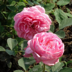 Boscobel Rose – Stunning Garden Beauty