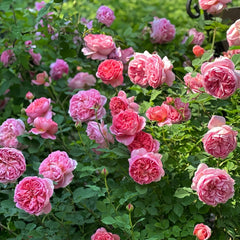 Boscobel Rose Plant | 博斯科贝尔