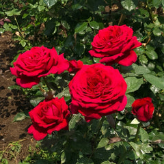 Botero Rose Plant|恩典女士