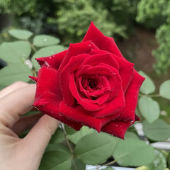 Botero Rose Plant|恩典女士