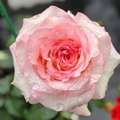 BouLevard Rose Plant