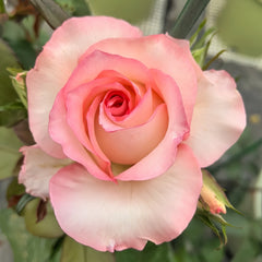 BouLevard Rose Plant