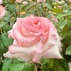 BouLevard Rose Plant