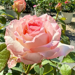 BouLevard Rose Plant