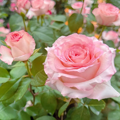 BouLevard Rose Plant