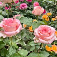 BouLevard Rose Plant