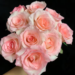 BouLevard Rose Plant