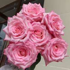 BouLevard Rose Plant