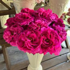 Bourgeois Rose