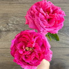 Bourgeois Rose
