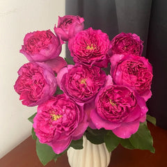 Bourgeois Rose