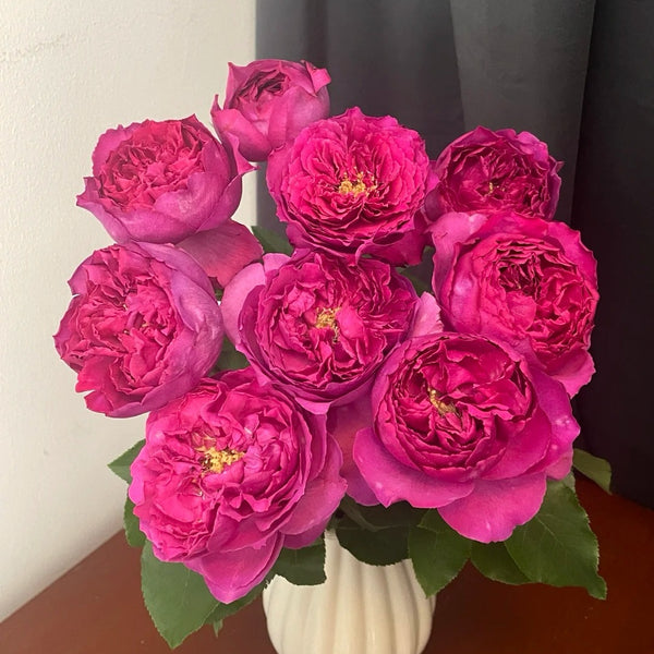 Bourgeois Rose