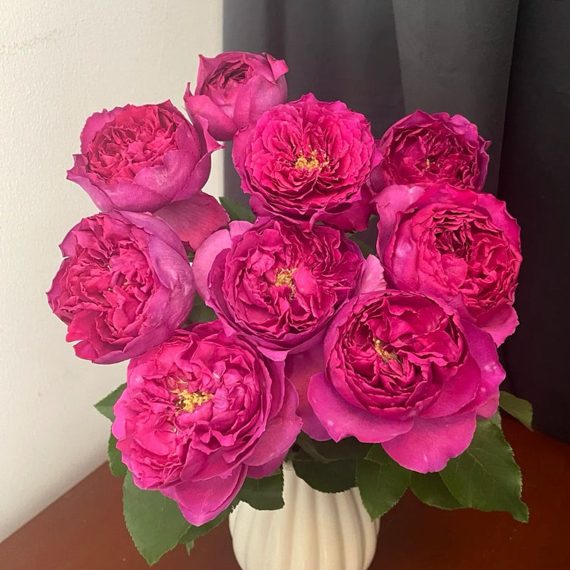 Bourgeois Rose