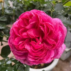 Bourgeois Rose