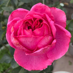 Bourgeois Rose