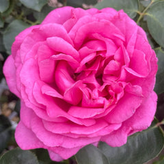 Bourgeois Rose