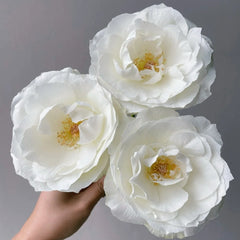 Bourgogne Rose