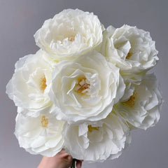 Bourgogne Rose