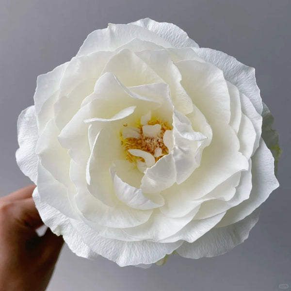 Bourgogne Rose
