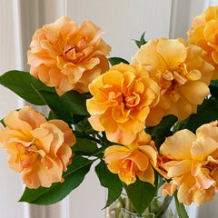 Brass Band Rose Plant|铜管乐队
