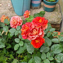 Brass Band Rose Plant|铜管乐队