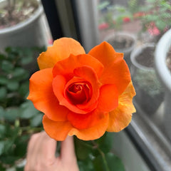 Brass Band Rose Plant|铜管乐队