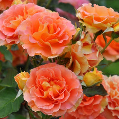 Brass Band Rose Plant|铜管乐队