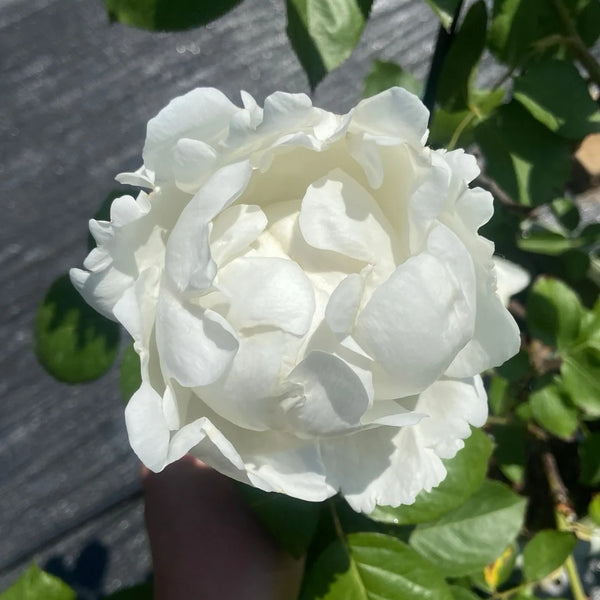 Bretchen Rose Plant|伊芙布雷琴\伊芙白面包