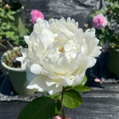 Bretchen Rose Plant|伊芙布雷琴\伊芙白面包