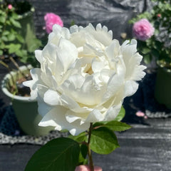 Bretchen Rose Plant|伊芙布雷琴\伊芙白面包