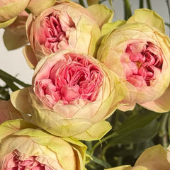 Bridal Maple Rose Plant|新娘枫叶