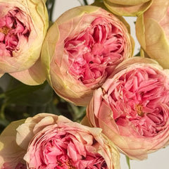 Bridal Maple Rose Plant|新娘枫叶